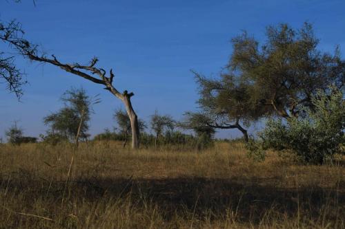 DSC_2732-1 (2)