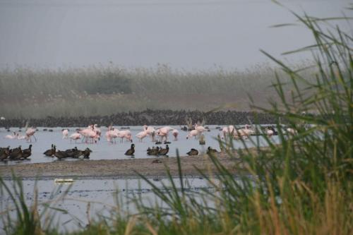 DSC_2988 (2)