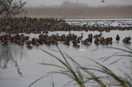 Canard siffleur d'Afrique