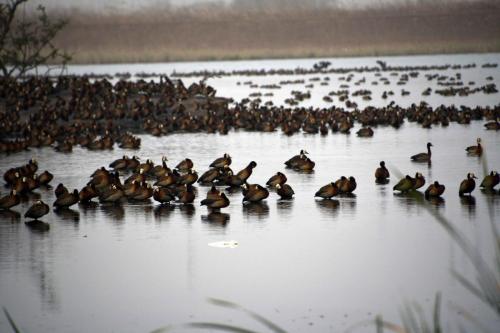 Canard siffleur d'Afrique