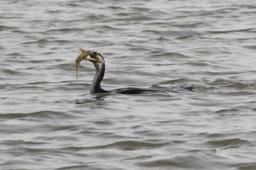 Grand cormoran