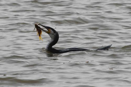 Grand cormoran