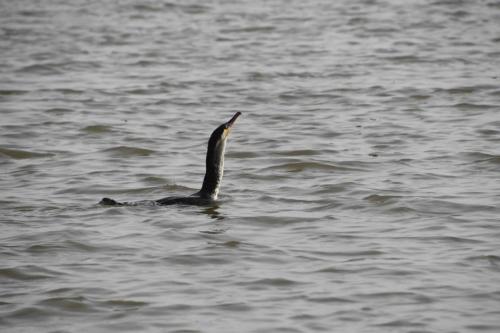Grand cormoran