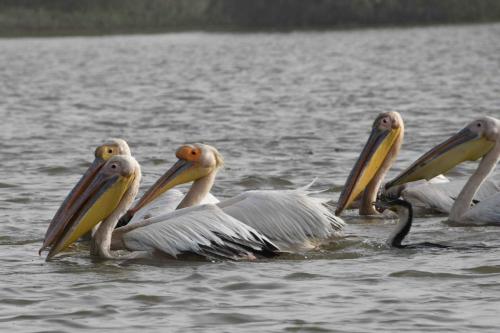 DSC_3022-1 (2)