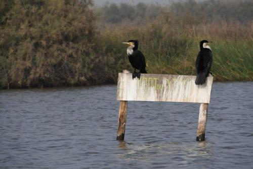 Grand cormoran