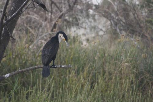 Grand cormoran