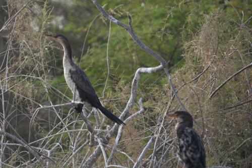 Cormoran