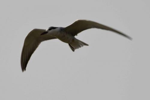 DSC_3114-1 (2)