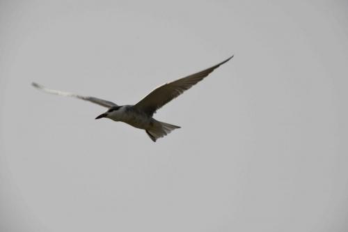 DSC_3115 (2)