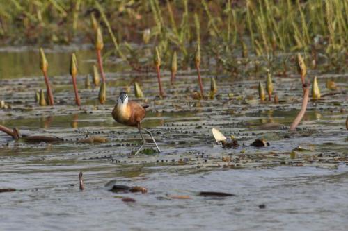 Jacana à poitrine dorée