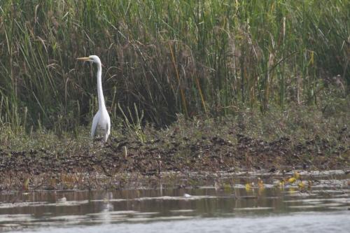 Grande aigrette