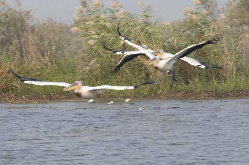 DSC_3195-1 (2)
