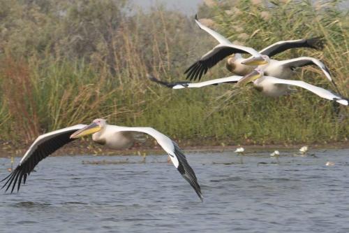 DSC_3196-1 (2)