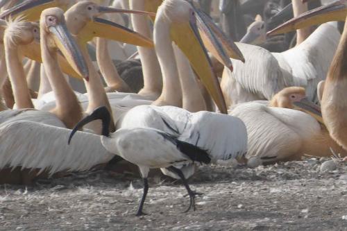 Ibis sacré