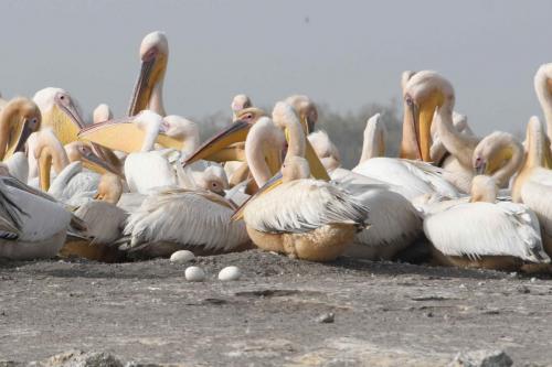 Pelicans