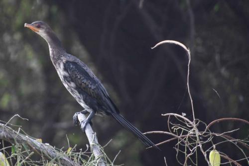 Cormoran