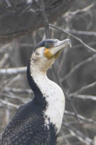 Grand cormoran