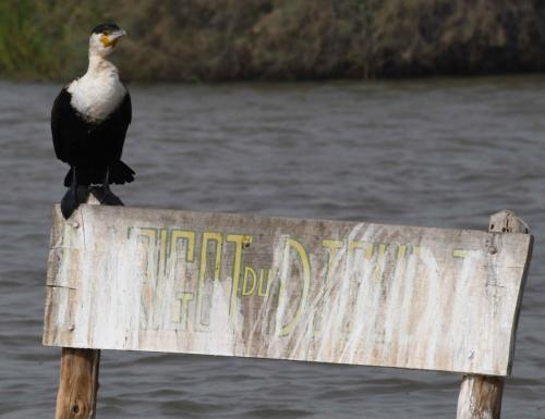 Grand cormoran