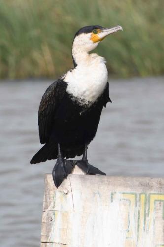 Grand cormoran