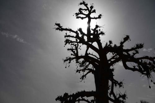 DSC_3672 (2)