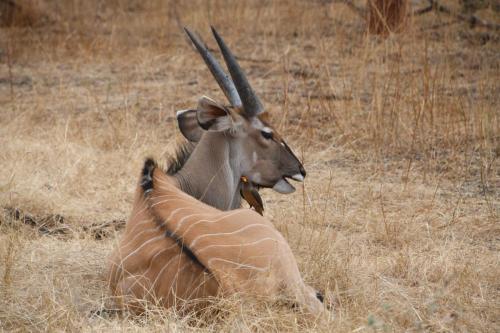 DSC_3934 (2)