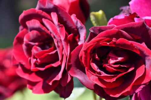DSC_5070 (2)