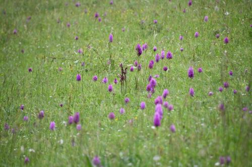 DSC_5115 (2)