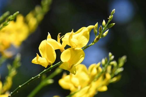 DSC_5153 (2)