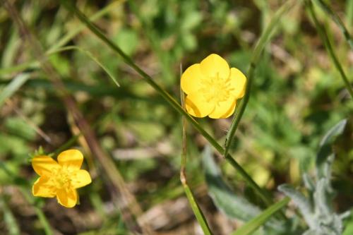 DSC_5158 (2)