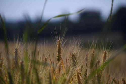DSC_5241 (2)