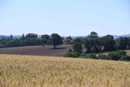 DSC_5242 (2)