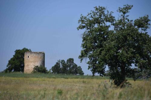 DSC_5244 (2)