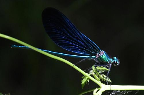 DSC_5304-1